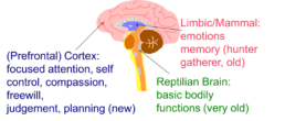 Evolutionary development of the brain