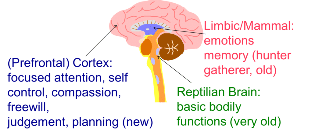 neo cortex and limbic system