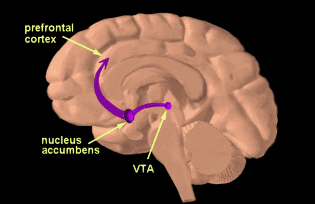 Where Is The Reward Pathway Located In The Brain