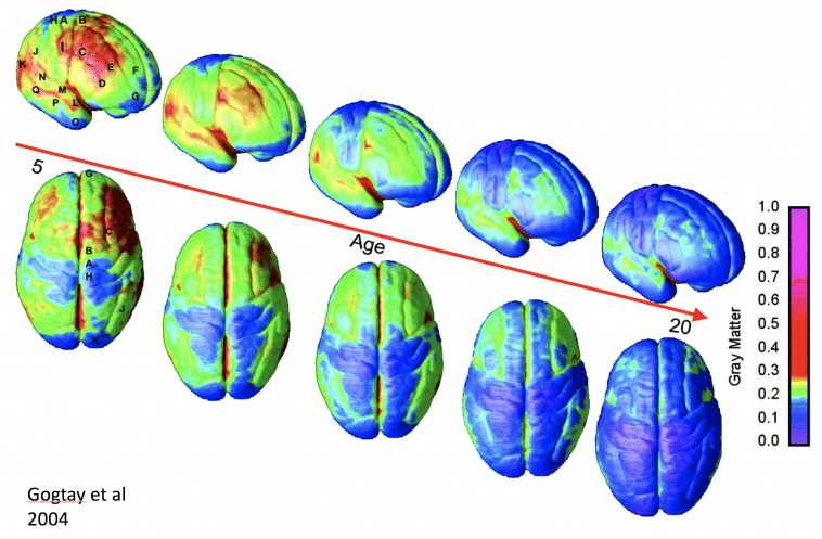 Hj\u00e4rnans grunder: ungdomars f\u00f6r\u00e4ndringar i \u00e5ldern 25 | Bel\u00f6ningsstiftelse