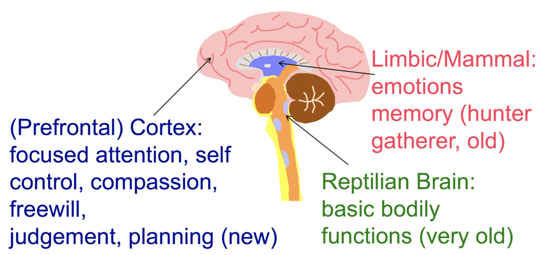 Neo Cortex And Limbic System