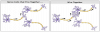 Nerve cells that fire together wire together