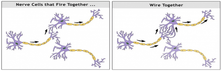 Nervenzellen, die zusammen feuern, verkabeln