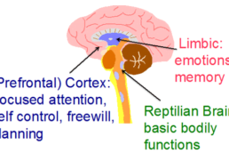 Evolutionary development of the brain