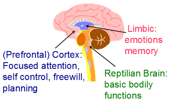Neo Cortex And Limbic System