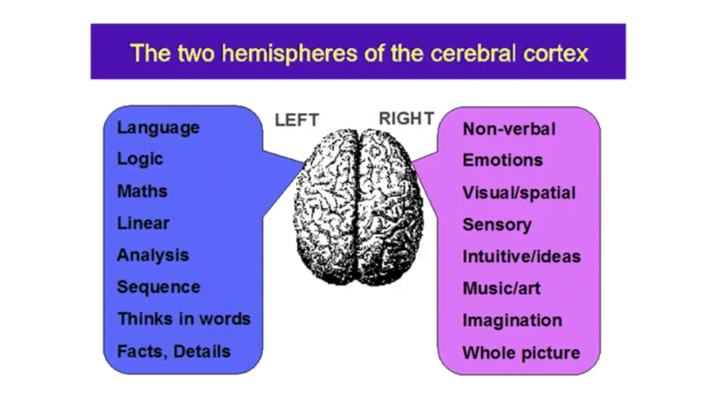 Evolutionary development of the brain The cerebral Cortex