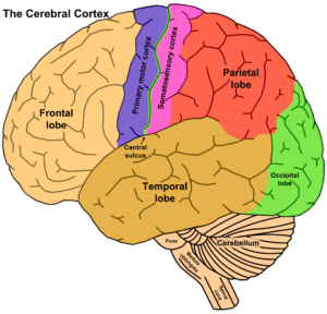 Evolutionary development of the brain The cerebral Cortex